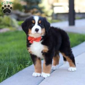 Nala, Bernese Mountain Dog Puppy
